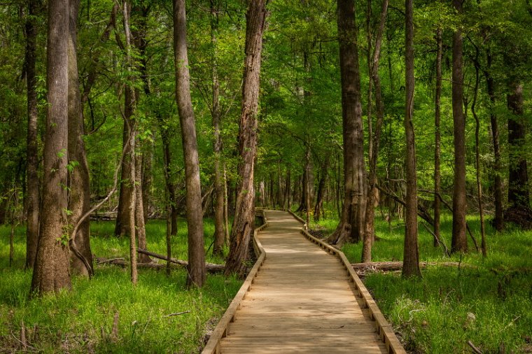 067 Congaree NP.jpg